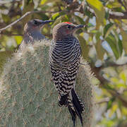 Grey-breasted Woodpecker