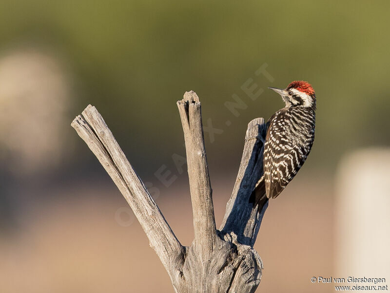 Ladder-backed Woodpecker