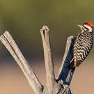 Pic arlequin