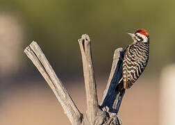 Pic arlequin