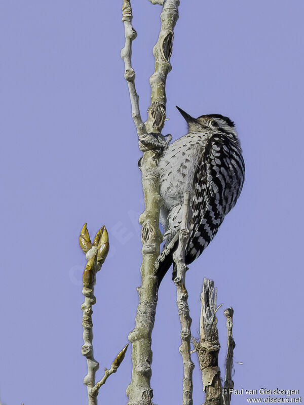 Ladder-backed Woodpecker female adult