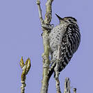Pic arlequin