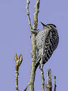 Ladder-backed Woodpecker