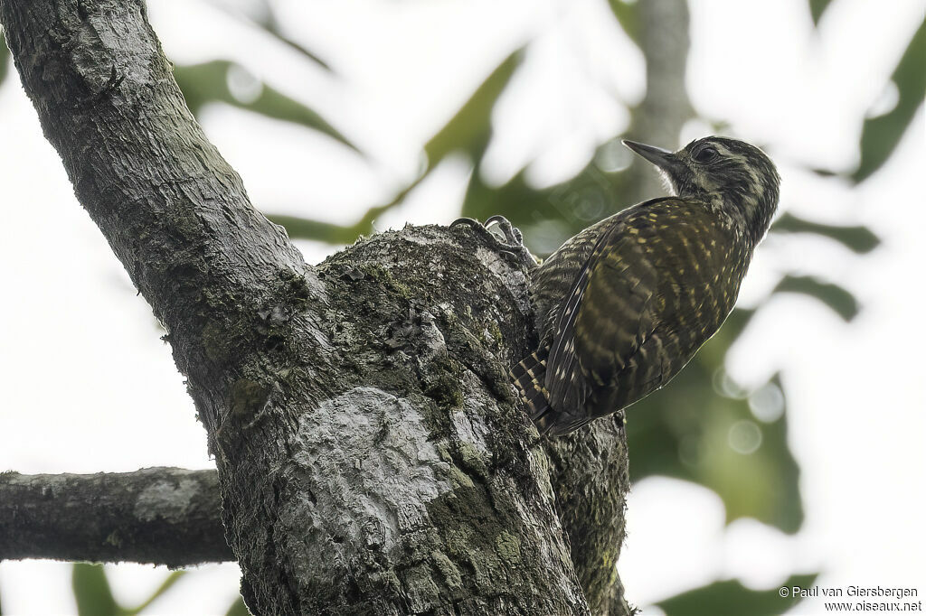 White-spotted Woodpecker