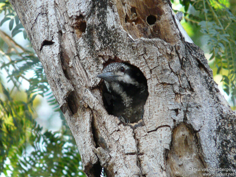 Bearded Woodpecker female adult