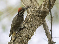 Bearded Woodpecker