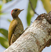 Little Green Woodpecker