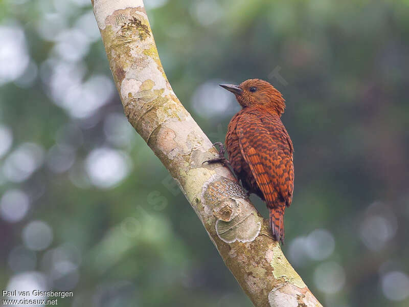 Rufous Woodpeckeradult