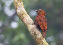 Rufous Woodpecker