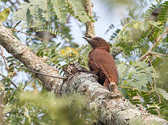 Rufous Woodpecker