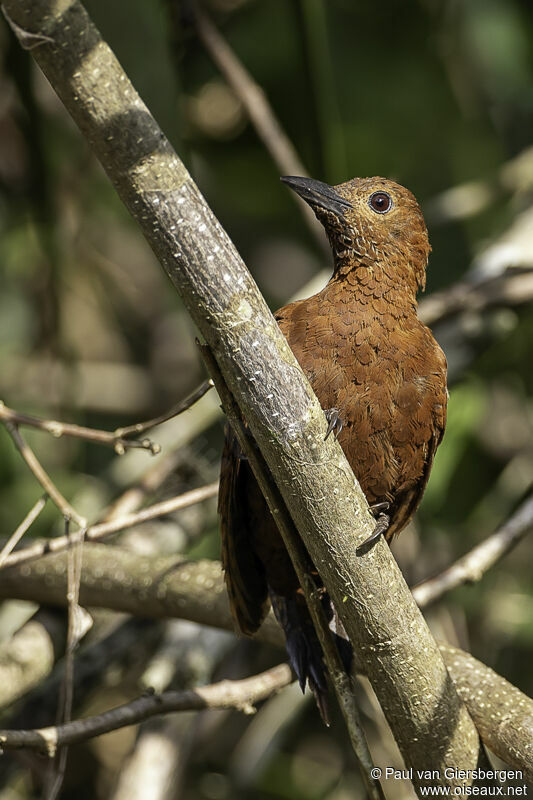 Rufous Woodpecker female adult