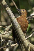 Rufous Woodpecker