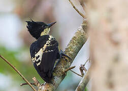 Heart-spotted Woodpecker