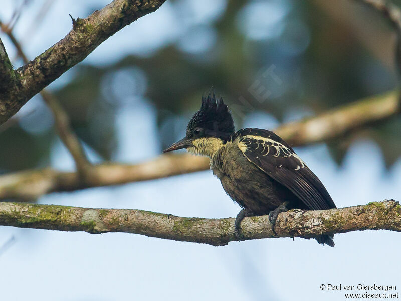 Heart-spotted Woodpecker