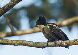 Heart-spotted Woodpecker