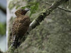 Cinnamon Woodpecker