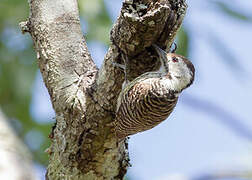 Cardinal Woodpecker