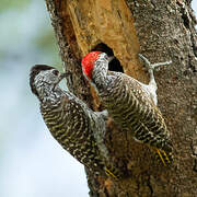 Cardinal Woodpecker