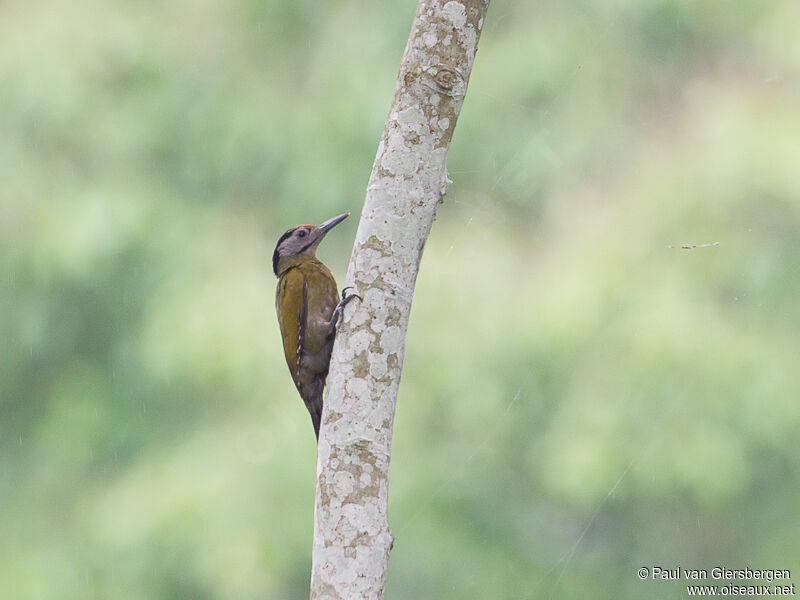 Grey-headed Woodpeckeradult