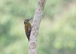 Grey-headed Woodpecker