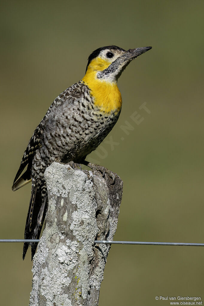 Campo Flicker