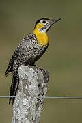 Campo Flicker