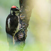 Hairy Woodpecker