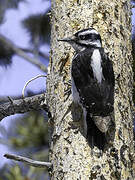 Hairy Woodpecker