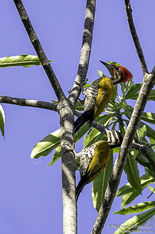 Spot-throated Flamebackadult