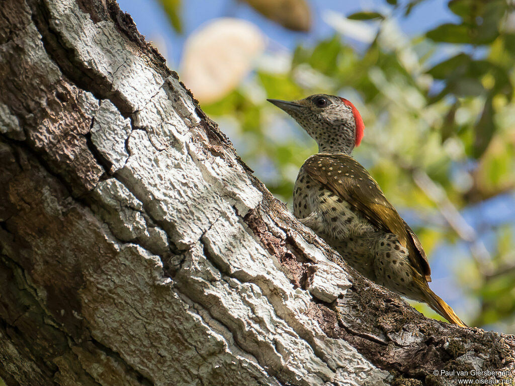 Green-backed Woodpecker female adult