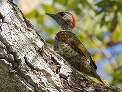 Little Spotted Woodpecker