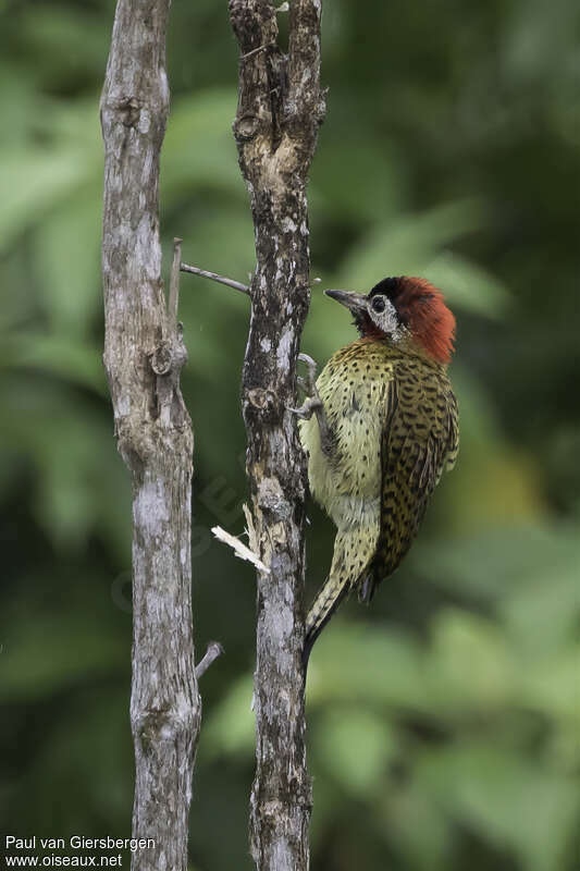 Spot-breasted Woodpecker male adult, identification