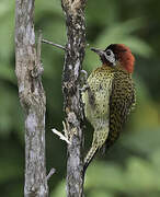 Spot-breasted Woodpecker