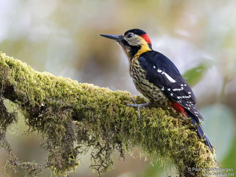 Darjeeling Woodpecker