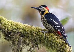 Darjeeling Woodpecker