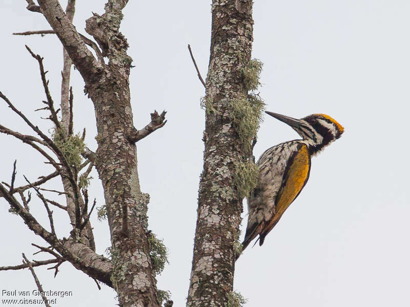 White-naped Woodpecker female adult, identification