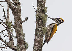 White-naped Woodpecker