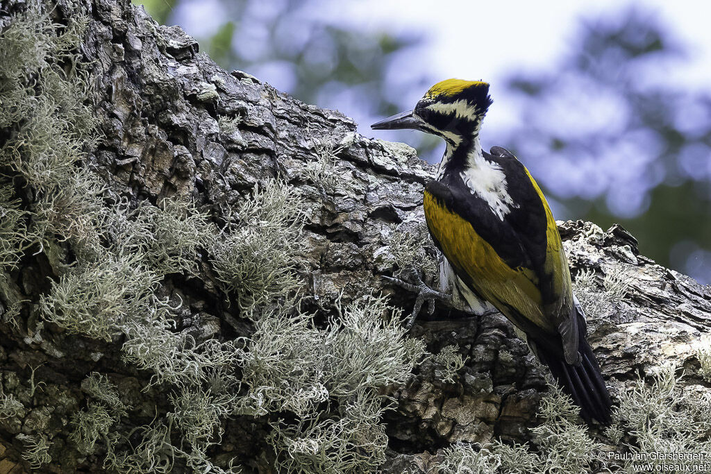 White-naped Woodpecker female adult