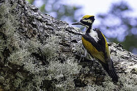 White-naped Woodpecker