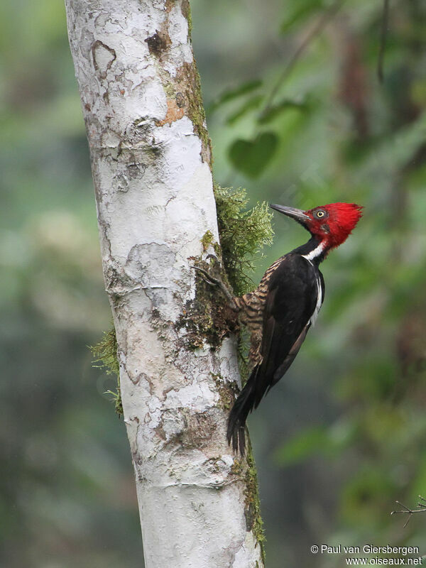 Guayaquil Woodpecker