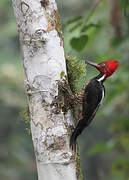 Guayaquil Woodpecker