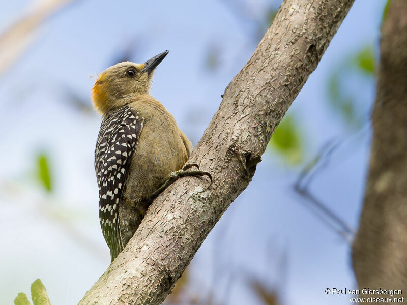 Hoffmann's Woodpeckeradult