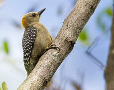 Hoffmann's Woodpecker