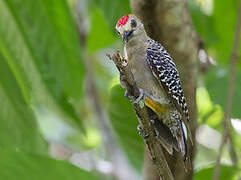 Hoffmann's Woodpecker