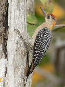 Hoffmann's Woodpecker