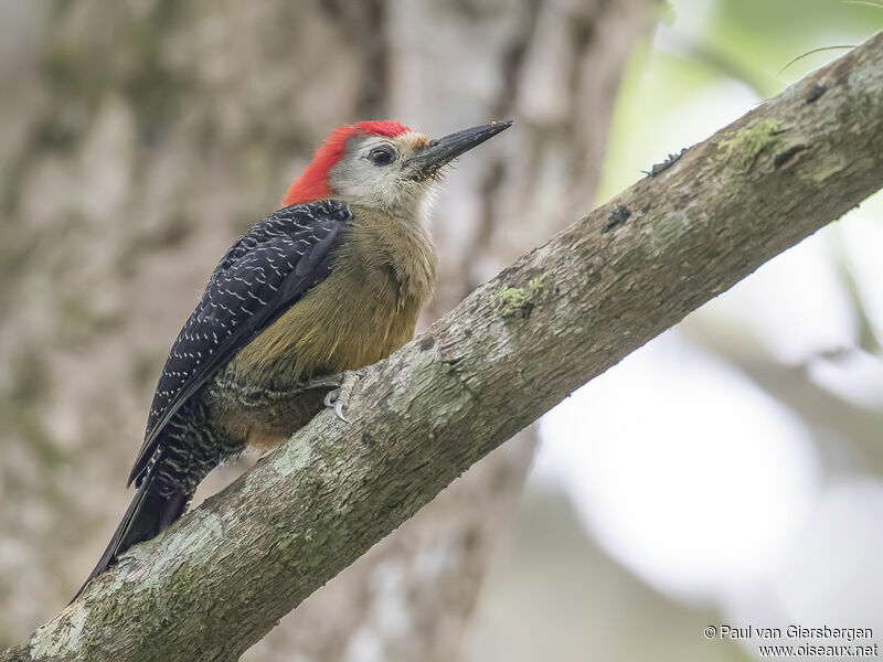 Jamaican Woodpecker male adult