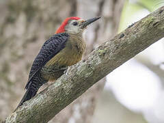 Jamaican Woodpecker