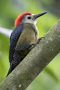 Jamaican Woodpecker