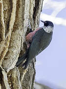 Lewis's Woodpecker