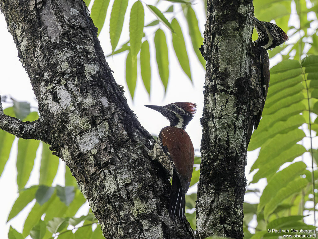 Red-backed Flamebackadult